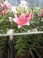 [1894 Helyonne VH No02.JPG]